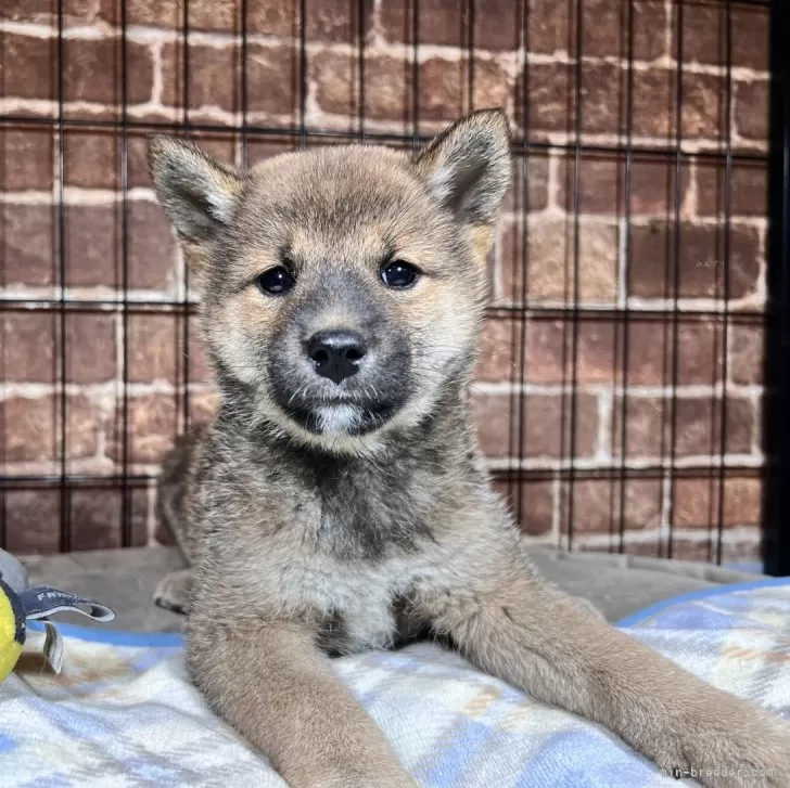 ID：2412-01111の子犬