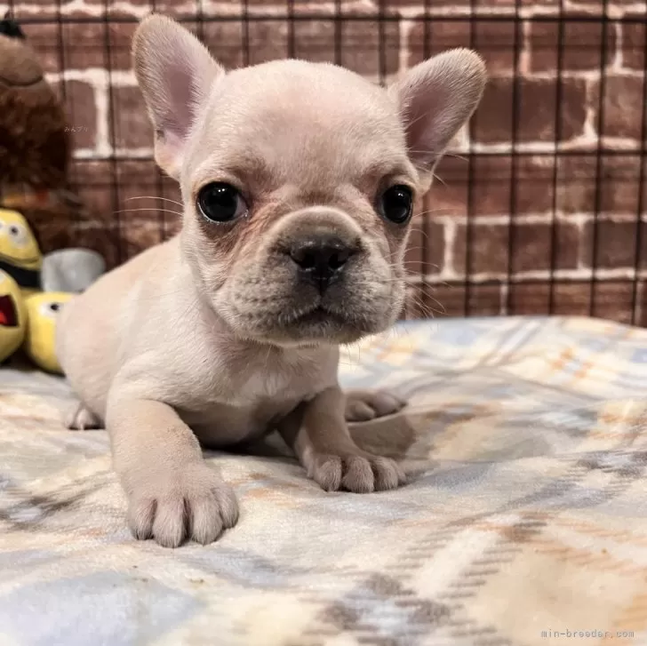 ID:2412-01115の子犬
