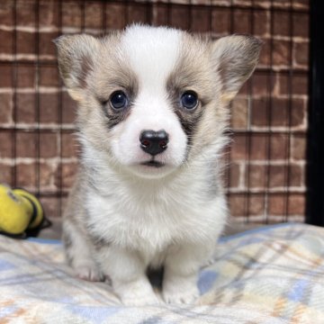 ウェルシュ・コーギー・ペンブローク【埼玉県・女の子・2024年11月16日・セーブル&ホワイト】の写真「私を見て❗️美人さんコーギー💕」