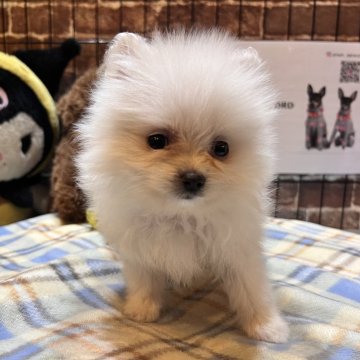 ポメラニアン【埼玉県・男の子・2026年2月3日・クリーム】の写真「可愛いね💕ポメちゃん🎶」