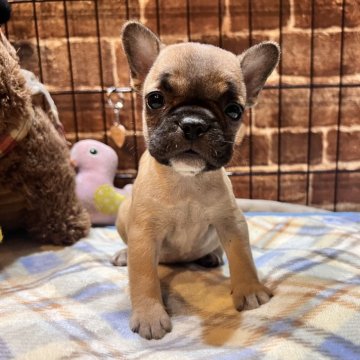 フレンチブルドッグ【埼玉県・女の子・2025年10月25日・フォーン】の写真「私を見て❣️可愛いおチビちゃん💕」