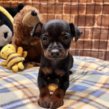 ミニチュアピンシャー【埼玉県・男の子・2025年10月7日・ブラック タン】の写真「可愛いおチビちゃん🥰お目目パッチリ男の子🎶」