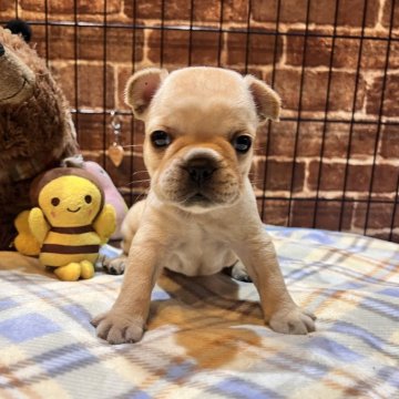 フレンチブルドッグ【埼玉県・男の子・2025年11月2日・クリーム】の写真「僕を見て❣️まん丸ちゃん💕」