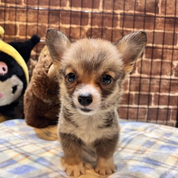 ウェルシュ・コーギー・ペンブローク【埼玉県・男の子・2025年6月26日・セーブル&ホワイト】の写真「僕を見て❣️可愛らしい男の子🎶」