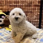 ビションフリーゼ