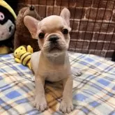 フレンチブルドッグ