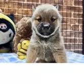 柴犬(標準サイズ)【埼玉県・男の子・2025年10月24日・赤】の写真1