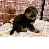 ロットワイラー【埼玉県・男の子・2025年3月29日・ブラックタン】の写真3