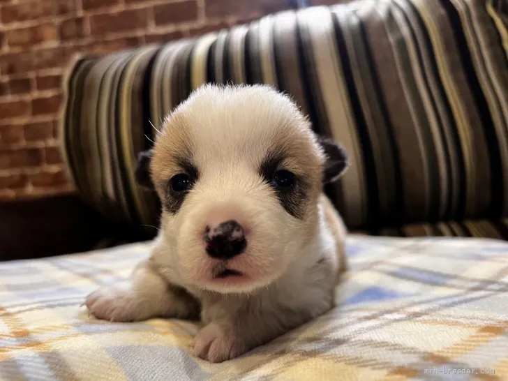 ID:2204-00257の子犬