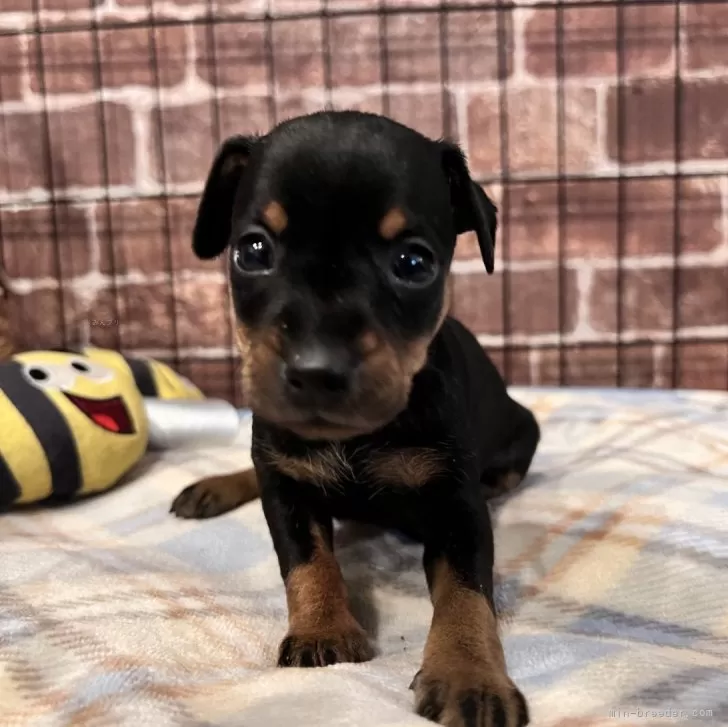 ID:2410-01254の子犬