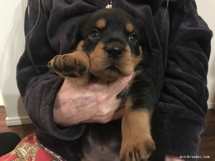 ID:2006-01472の子犬