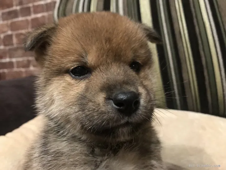 ID:2012-03573の子犬