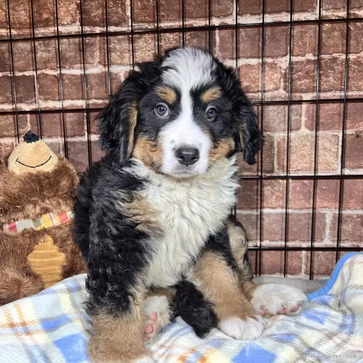 ID:2405-06121の子犬