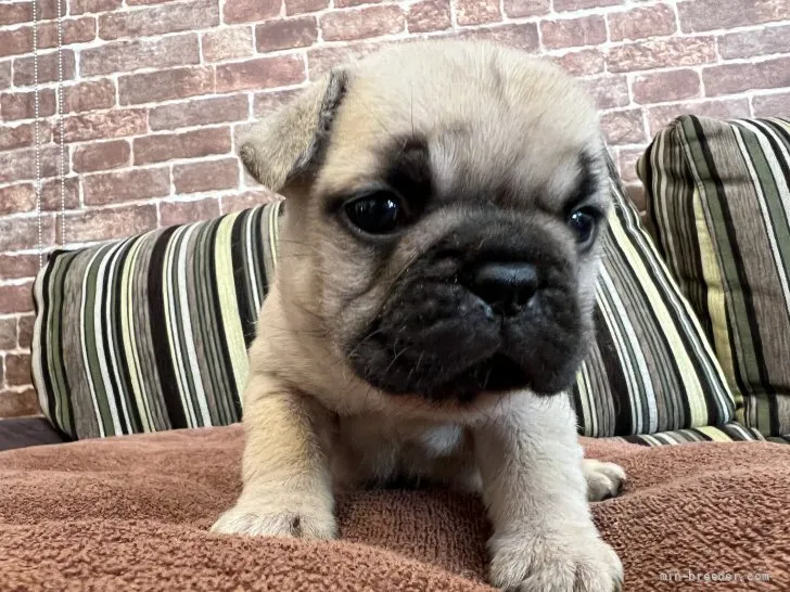 ID:2110-02729の子犬