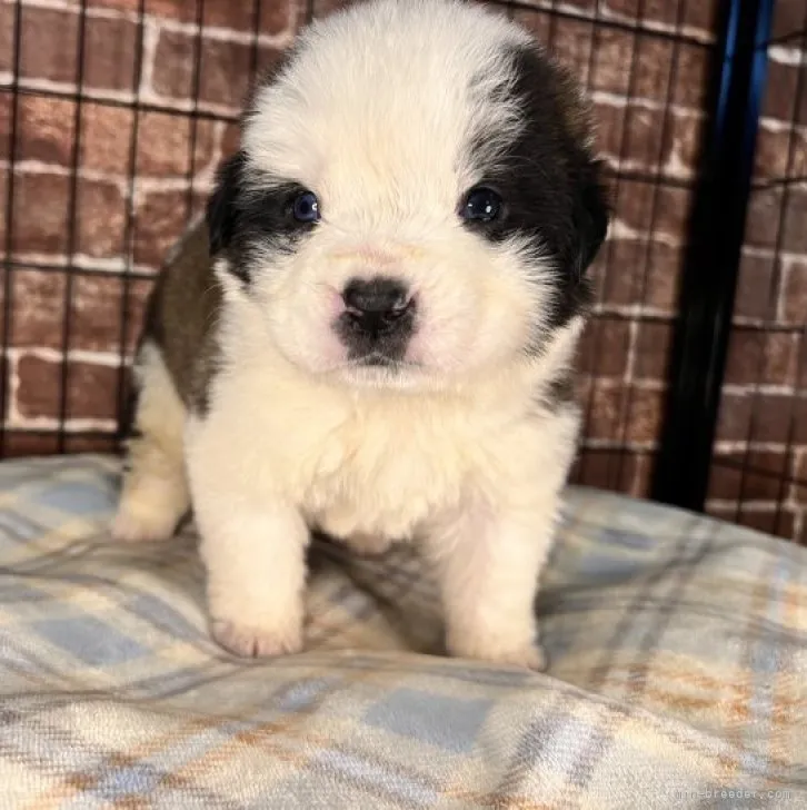 ID：2302-03314の子犬