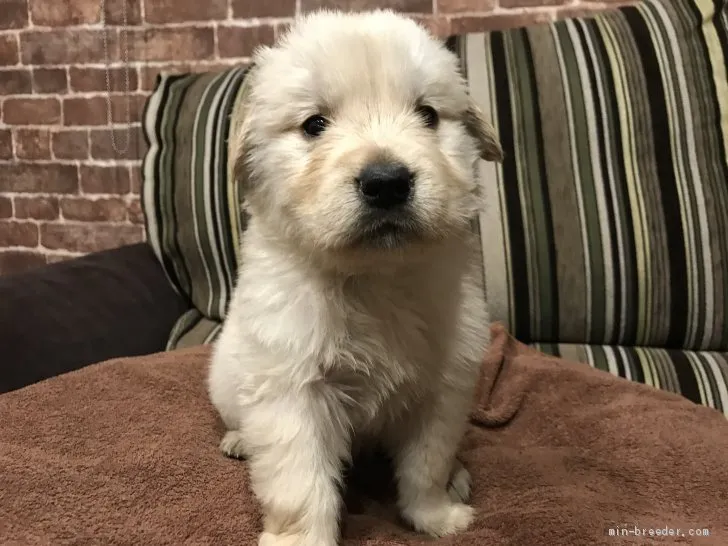ID：2103-02476の子犬