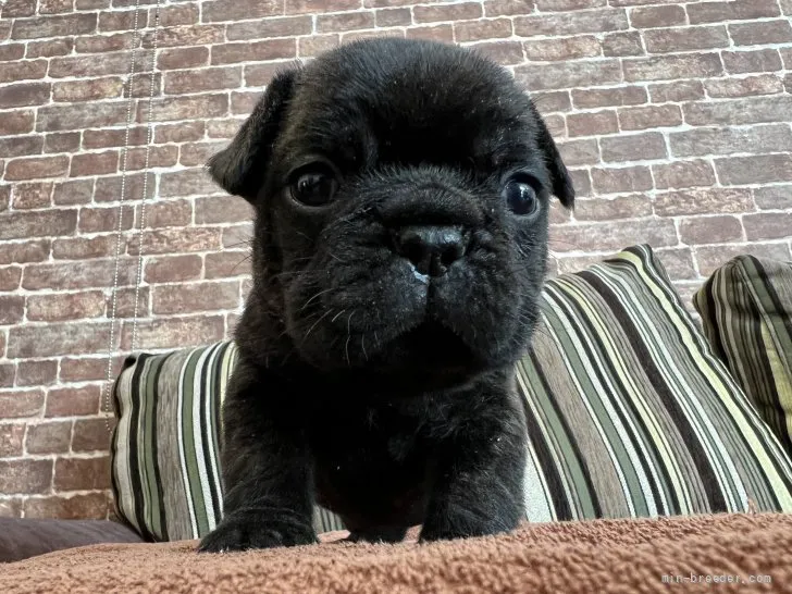 ID:2110-02727の子犬