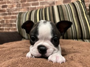 ボストンテリア【埼玉県・男の子・2021年10月12日・ボストンカラー】の写真「僕と遊ぼうよ❗️」