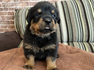 ロットワイラー【埼玉県・女の子・2021年8月24日・ブラックタン】の写真「兄弟の中で1番大きい女の子🐶」