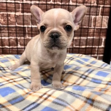 フレンチブルドッグ【埼玉県・女の子・2023年1月27日・クリーム】の写真「私を見て❣️まん丸女の子🐶」
