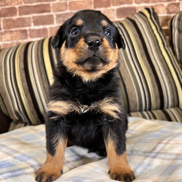 ロットワイラー【埼玉県・男の子・2022年9月27日・ブラックタン】の写真「骨太ロット🐶とっても可愛いです😊」