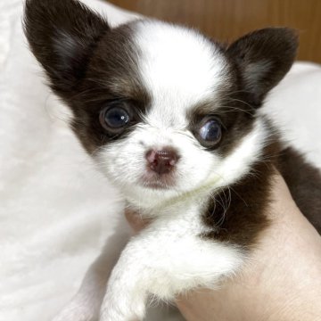チワワ(ロング)【福岡県・男の子・2025年8月22日・チョコレートホワイトタン】の写真「派手柄のふわふわ短足くん！20日までの販売です」