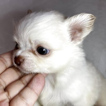 チワワ(ロング)【福岡県・男の子・2025年8月29日・クリームホワイト】の写真「甘いお顔のクリームくん」