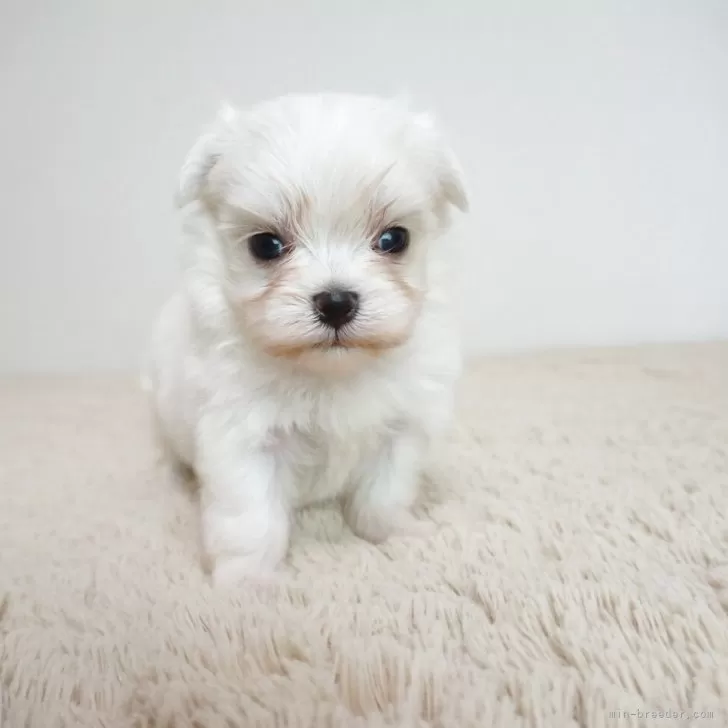ID：2508-02061の子犬