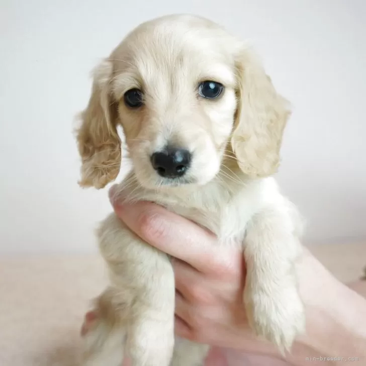 ID:2503-08222の子犬