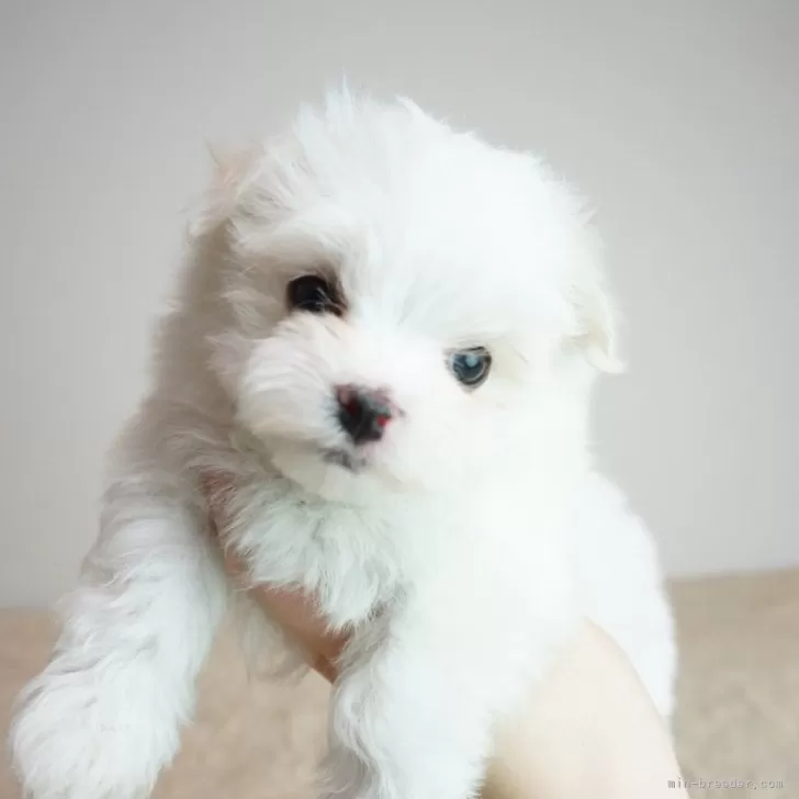 ID:2503-02551の子犬