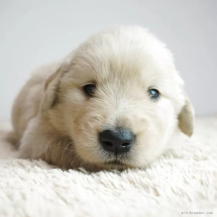 ID：2507-03941の子犬