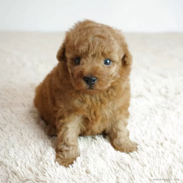 ID:2505-03246の子犬