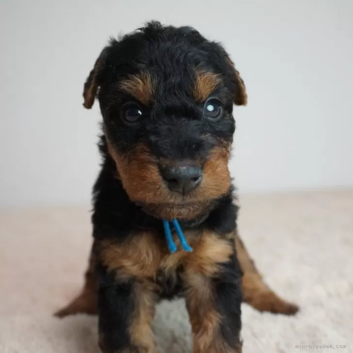 ID:2503-00643の子犬