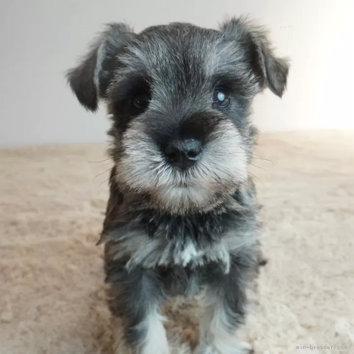 ID：2411-06729の子犬