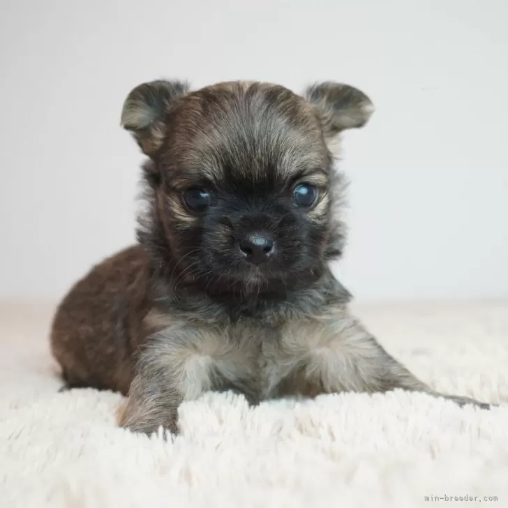 ID：2510-07300の子犬