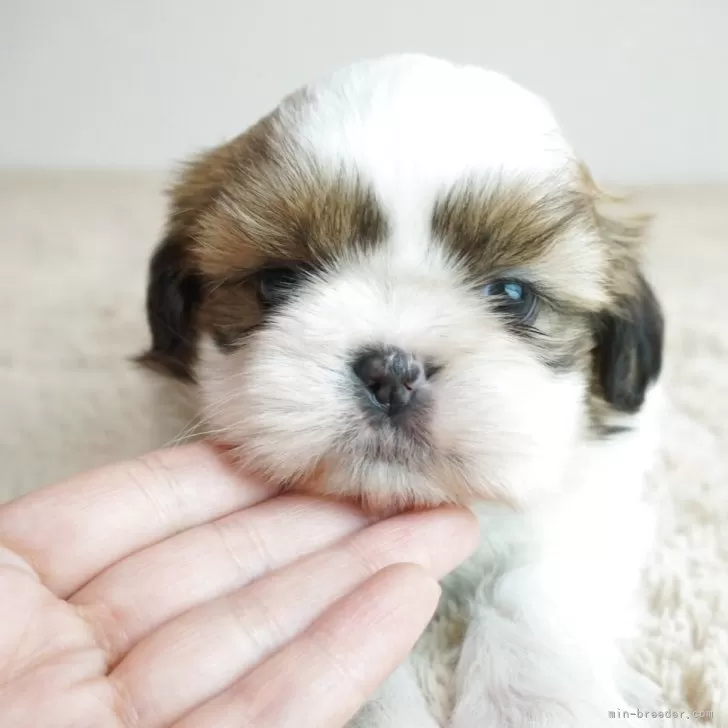 シーズー【奈良県・男の子・2025年10月8日・ホワイト&amp;ゴールド】の写真1