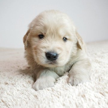 ゴールデンレトリバー【奈良県・男の子・2025年10月1日・ゴールド】の写真「コロコロしててとても可愛い子です。」