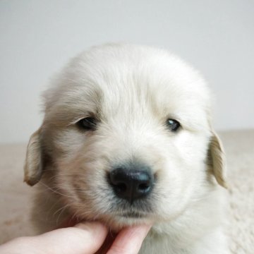 ゴールデンレトリバー【奈良県・女の子・2025年11月17日・ゴールド】の写真「モフモフ！コロコロです！」