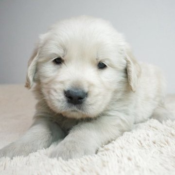 ゴールデンレトリバー【奈良県・男の子・2025年11月17日・ゴールド】の写真「モフモフ！コロコロです！」