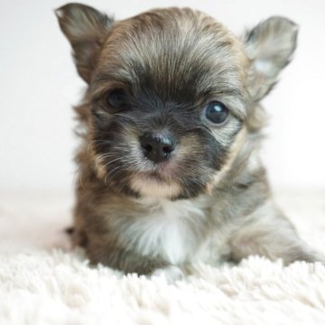 チワワ(ロング)【奈良県・女の子・2025年9月21日・フォーン】の写真「コロコロしててとても可愛い子です。」