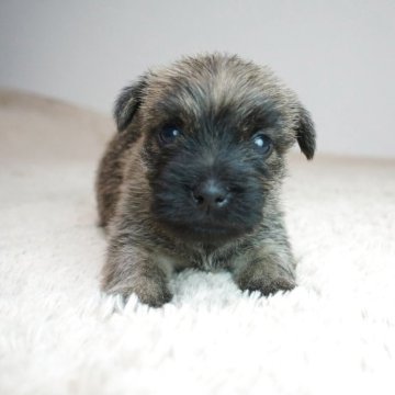 ケアーンテリア【奈良県・女の子・2025年9月18日・ブリンドル】の写真「とても可愛らしい子です！！」