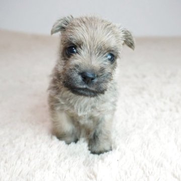 ケアーンテリア【奈良県・男の子・2025年9月18日・レッド】の写真「とても可愛らしい子です!!」