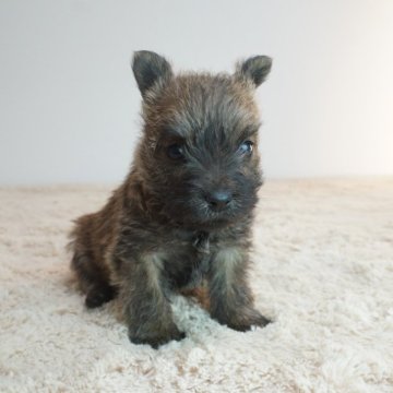 ケアーンテリア【奈良県・女の子・2024年11月2日・ウィートン】の写真「とても可愛らしい子です！！」