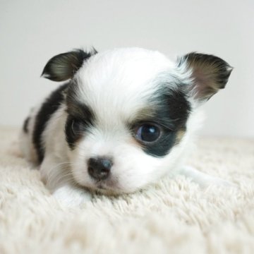 チワワ(ロング)【奈良県・男の子・2025年9月21日・ブラックタン】の写真「コロコロしててとても可愛い子です。」