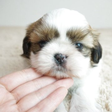 シーズー【奈良県・男の子・2025年10月8日・ホワイト&ゴールド】の写真「とても綺麗な柄の可愛らしい子です！！」