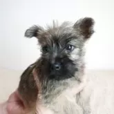 ケアーンテリア