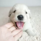 ゴールデンレトリバー【奈良県・女の子・2025年6月9日・ゴールド】の写真1