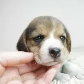 ビーグル