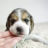 ビーグル