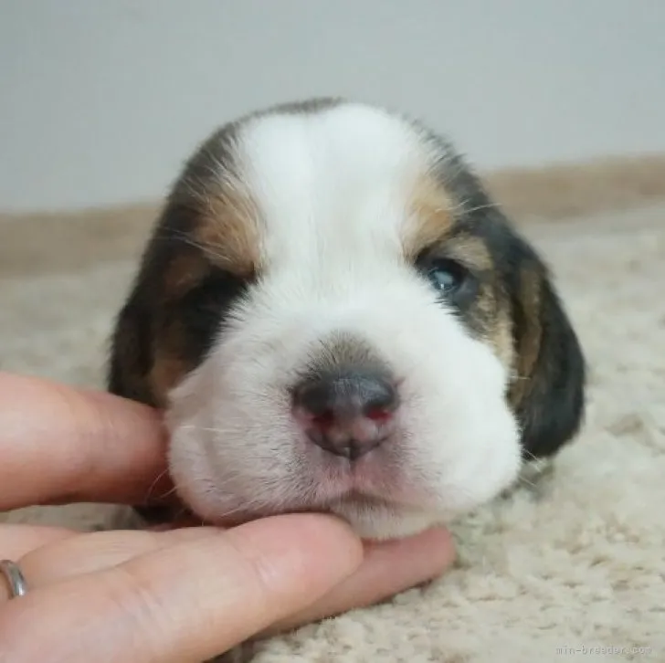 ID:2308-04083の子犬